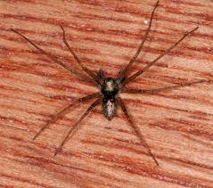 Attēlu rezultāti vaicājumam “Philodromus sp.”