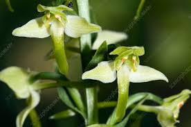 Attēlu rezultāti vaicājumam “Platanthera chlorantha flower”