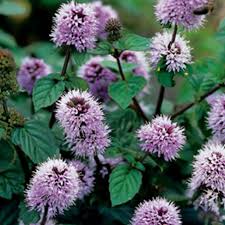 Attēlu rezultāti vaicājumam “Mentha aquatica leaf”