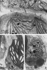 Attēlu rezultāti vaicājumam “Gloeocapsa rupestris”