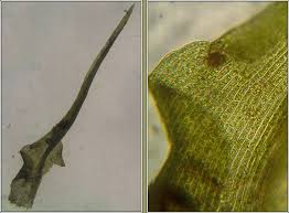 Attēlu rezultāti vaicājumam “Dicranella schreberiana”