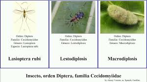 Attēlu rezultāti vaicājumam “Lasioptera rubi”