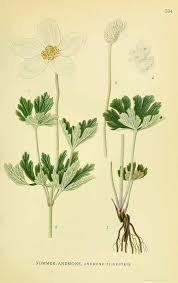 Attēlu rezultāti vaicājumam “Anemone sylvestris leaf”