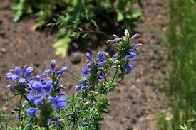 Attēlu rezultāti vaicājumam “Dracocephalum ruyschiana leaf”