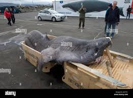 Image result for Somniosus microcephalus