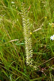 Attēlu rezultāti vaicājumam “Cynosurus cristatus flower”