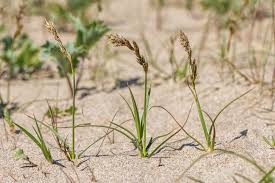 Attēlu rezultāti vaicājumam “Carex loliacea”