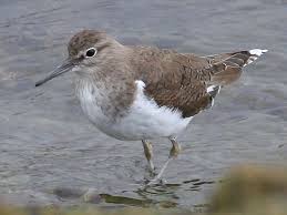 Attēlu rezultāti vaicājumam “Actitis hypoleucos adult”