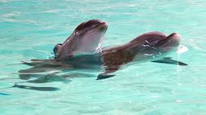 Afbeeldingsresultaat voor dolfijnen