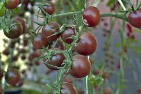 Afbeeldingsresultaat voor black cherry tomato