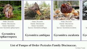 Attēlu rezultāti vaicājumam “Melampsoridium sp.”