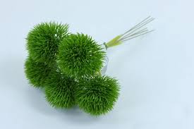 Image result for Grasnelke