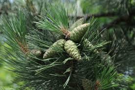 Attēlu rezultāti vaicājumam “Pinus nigra fruit”