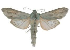 Attēlu rezultāti vaicājumam “Cucullia umbratica”