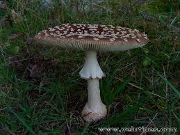 Attēlu rezultāti vaicājumam “Amanita regalis”