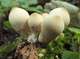 Attēlu rezultāti vaicājumam “Campylopus pyriformis sporophyte”