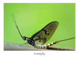 Attēlu rezultāti vaicājumam “Siphlonurus male”