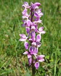Attēlu rezultāti vaicājumam “Orchis mascula leaf”