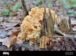 Attēlu rezultāti vaicājumam “Sparassis crispa”