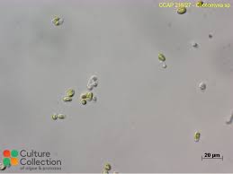 Attēlu rezultāti vaicājumam “Micarea sp.”