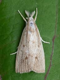 Attēlu rezultāti vaicājumam “Calamotropha paludella”