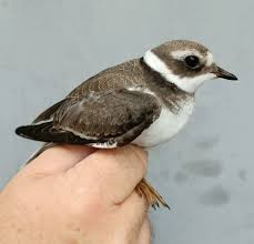 Attēlu rezultāti vaicājumam “Charadrius hiaticula”