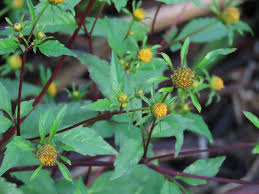Attēlu rezultāti vaicājumam “Bidens frondosa fruit”