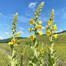 Image result for Verbascum phlomoides