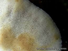 Attēlu rezultāti vaicājumam “Postia fragilis”