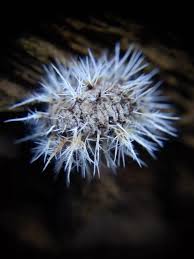 Attēlu rezultāti vaicājumam “Tilachlidium brachiatum”