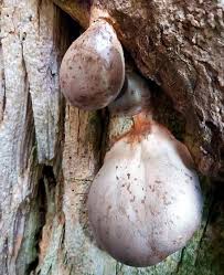 Attēlu rezultāti vaicājumam “Lycogala sphaeroconicum”