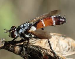 Attēlu rezultāti vaicājumam “Cylindromyia sp.”