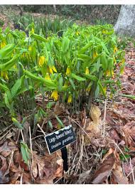 Attēlu rezultāti vaicājumam “Uvularia grandiflora”