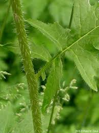 Attēlu rezultāti vaicājumam “Sisymbrium loeselii”