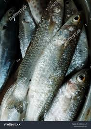 Image result for Crenimugil seheli