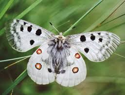 Attēlu rezultāti vaicājumam “Selenia dentaria imago”