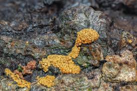 Attēlu rezultāti vaicājumam “Oligonema favogineum spores”