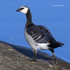 Attēlu rezultāti vaicājumam “Branta leucopsis adult”