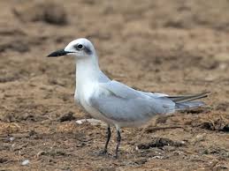 Image result for Gelochelidon nilotica