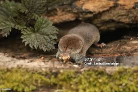 Attēlu rezultāti vaicājumam “Sorex araneus”