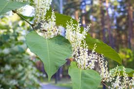 Attēlu rezultāti vaicājumam “Reynoutria sachalinensis flower”