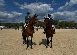 Image result for Shey Copse Riding Centre