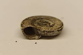 Attēlu rezultāti vaicājumam “Planorbis planorbis”