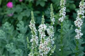 Attēlu rezultāti vaicājumam “Verbascum nigrum leaf”