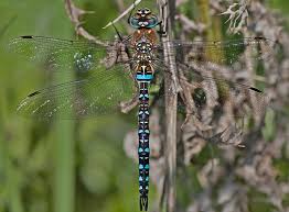 Attēlu rezultāti vaicājumam “Aeshna mixta”