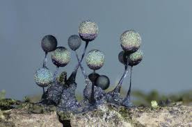 Attēlu rezultāti vaicājumam “Lamproderma echinosporum stalked”