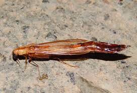 Attēlu rezultāti vaicājumam “Lymexylidae”