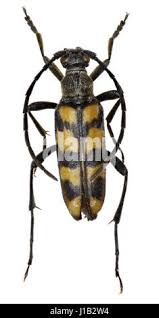 Attēlu rezultāti vaicājumam “Leptura quadrifasciata”