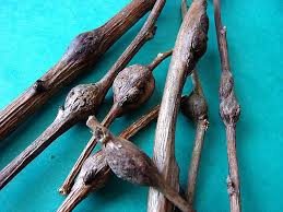 Attēlu rezultāti vaicājumam “Lasioptera rubi”