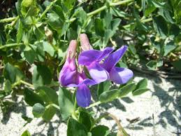 Attēlu rezultāti vaicājumam “Lathyrus japonicus subsp. maritimus”